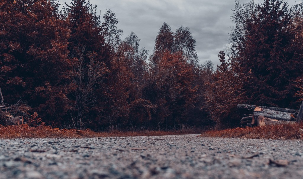 Fotostrecke HerbstWald