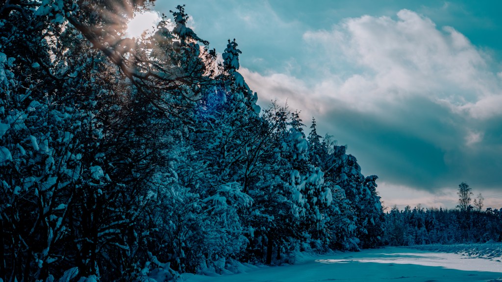 Fotostrecke Winterwald